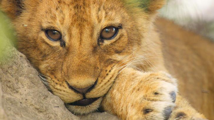 Sur la terre des grands félins 